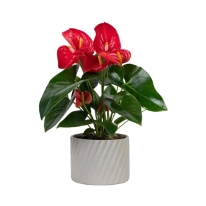 Anthurium Red Plant